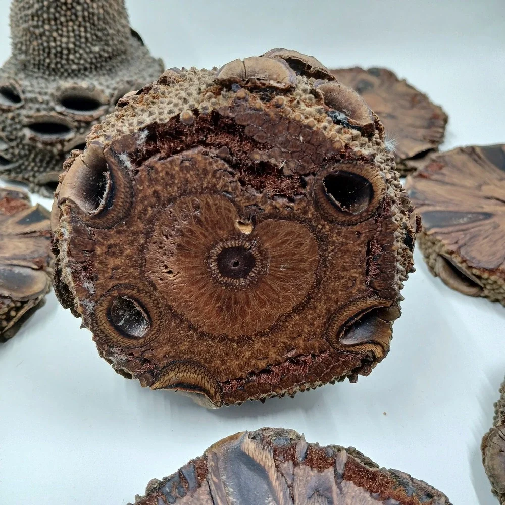 COASTERS Banksia Pod Set of 6 Brown‎